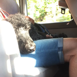 ¡Un perro en el tour!